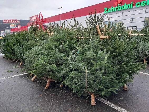 O vánoční stromky už je na Ústecku zájem. Nabízí je řada obchodních řetězců i soukromí podnikatelé.