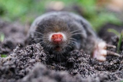 mole - mole europaea - krtek - stock snímky, obrázky a fotky