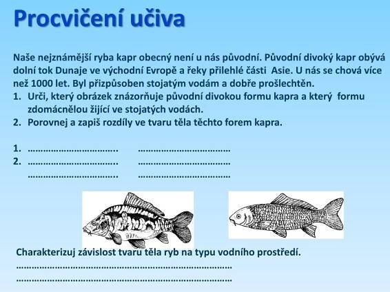 PPT - Ryby PowerPoint Presentation, free download - ID:1981618