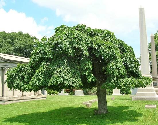 Thank You for Tree Fund Support