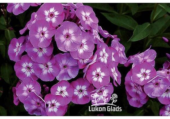 Phlox paniculata USPECH - plamenka latnatá, flox
