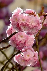 Brno a jih Moravy v růžovém: podívejte se, jak krásně rozkvetly japonské třešně