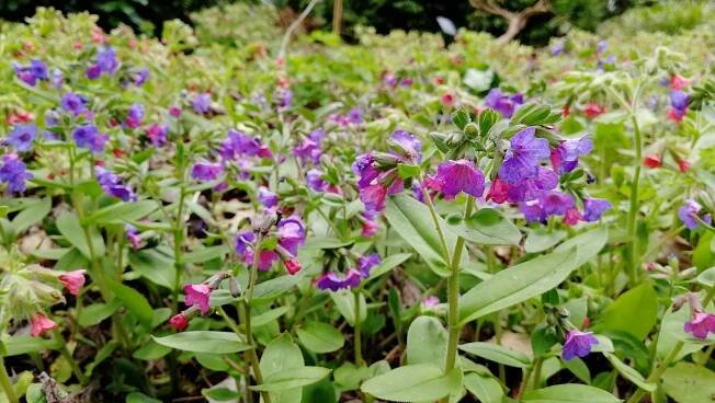 Dendrologická zahrada Průhonice – aktivní holka