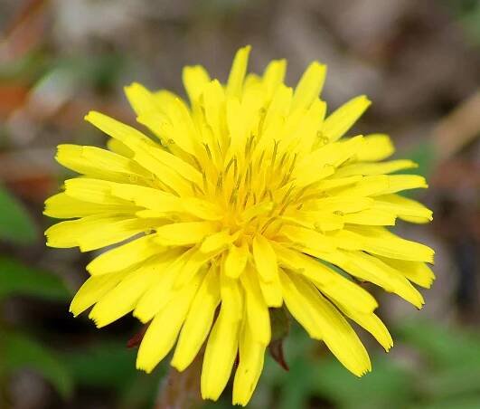 What Kills Weeds Permanently?