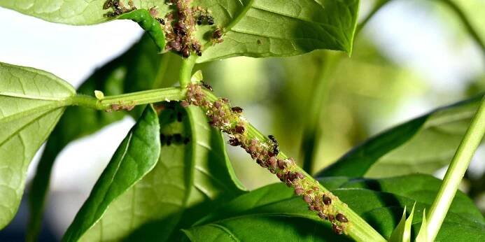 Bean Aphid
