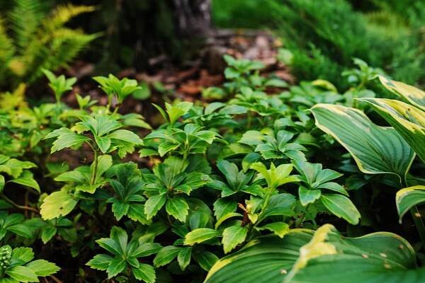 Pachysandra, tlustonitník (Pachysandra terminalis)
