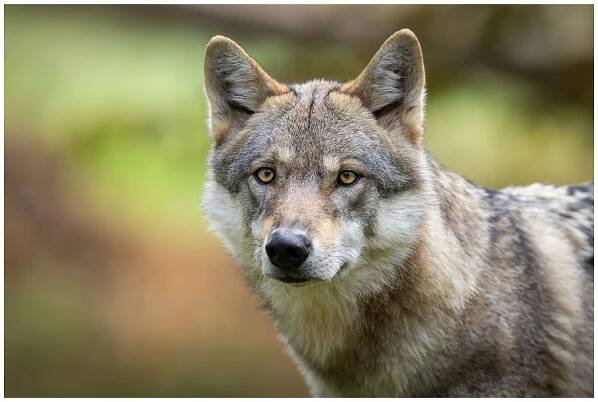 Krafttier Wolf
