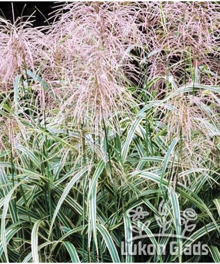Miscanthus sinensis COSMOPOLITAN - ozdobnice čínská