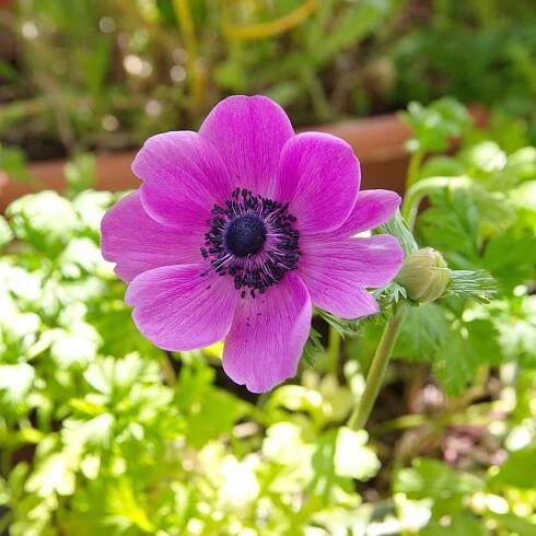 Sasanka Sylphide – Anemone sylphide – cibuloviny – prodej sasanek
