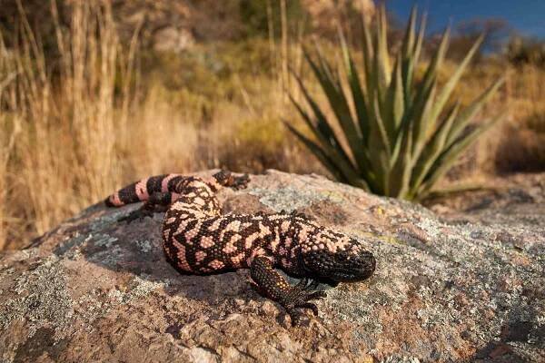 Gila Monster