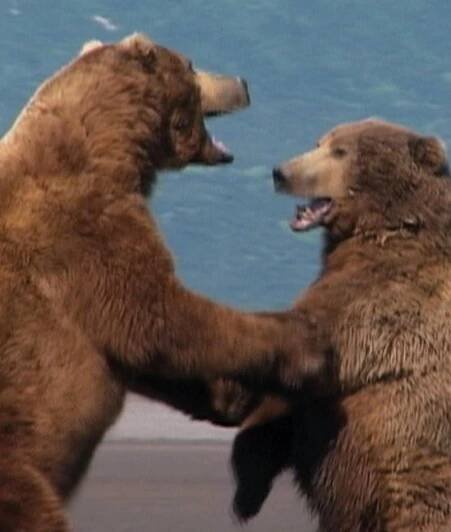Grizzly Man