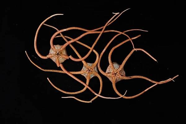 DNA from the deep reveals a hidden ocean “superhighway”