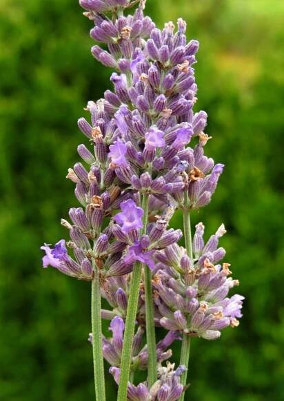 Lavandula intermedia Hidcote Giant | Ovoce a bylinky |Zahradnictví Franc 