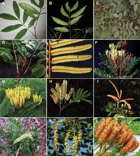 Advances in Legume Systematics 14. Classification of Caesalpinioideae. Part 2: Higher-level classification