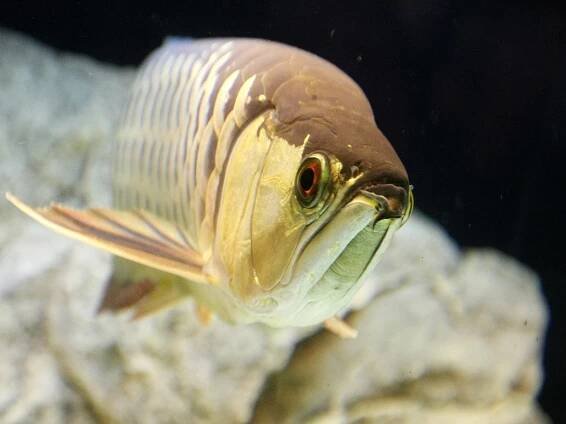 Brněnská zoo přidala sladkovodní ryby. Dostane se i na chobotnici