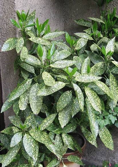 Aukuba japonská Variegata (Aucuba japonica)