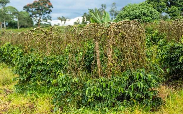 The Coffee of Tomorrow - initiative for coffee&climate