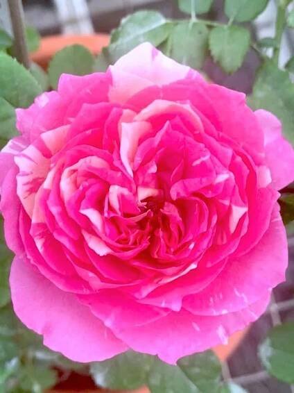'Julie Andrieu' Rose » Rose Plants