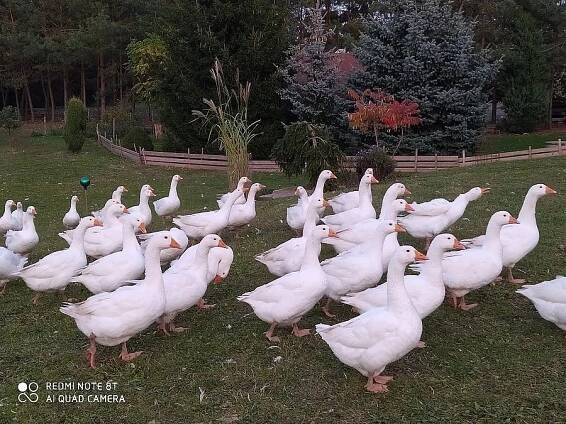 Svatomartinská husa - Kolín I (Kolín), Prodám | ChovZvířat.cz