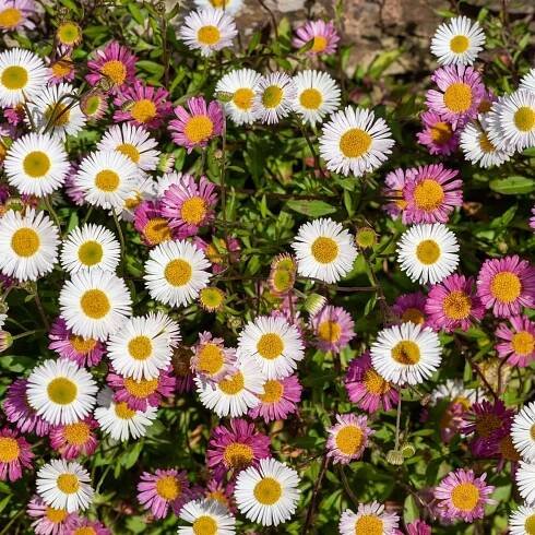 Santa Barbara Daisy Erigeron karvinskianus