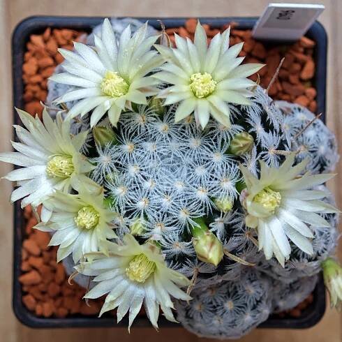 0196 - Mammillaria duwei