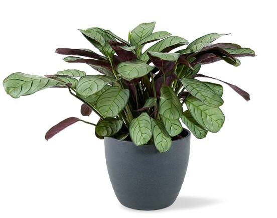 Calathea Burle-marxii 'Amagris' Ø12cm