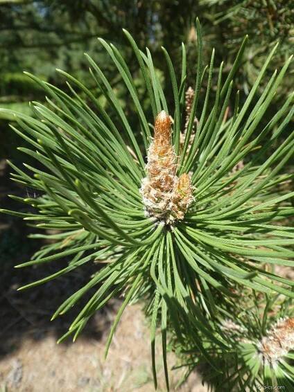 Borovice pyrenejská blatka (Pinus uncinata subsp uliginosa)