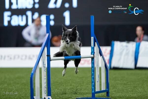Individual Large - Agility World Championship Picture Galleries