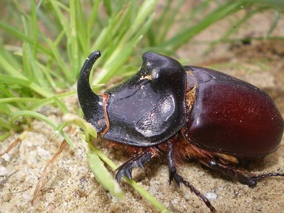 Oryctes nasicornis holdhausi (nosorožík kapucínek) | BioLib.cz