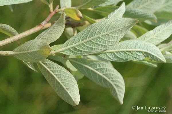 Vrba popelavá (Salix cinerea)
