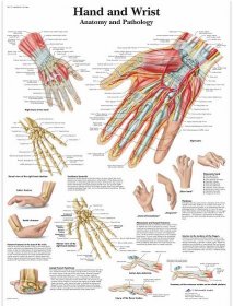 Schéma ruky a zápěstí - AMELIE