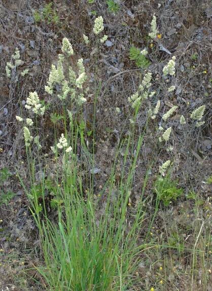 Dactylis glomerata_growth habit_BarryBreckling