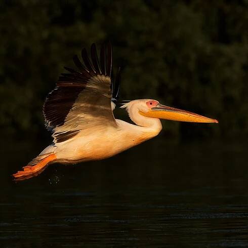 Fotogalerie Ostatní ptáci | Štěpán Mikulka | Wildlife fotograf