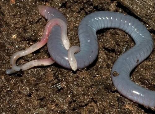 Caecilian - Wikipedia