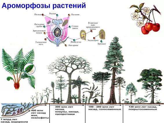 Покрытосеменные растения и голосеменные растения различия - красивые картинки и обои на рабочий стол