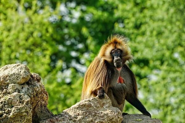 Cicavec, Primát, Opica, Zoo, Exotické