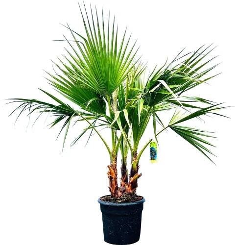 Sunny Tree - Palma - Washingtonia Robusta - Mexická Obrázek produktu 