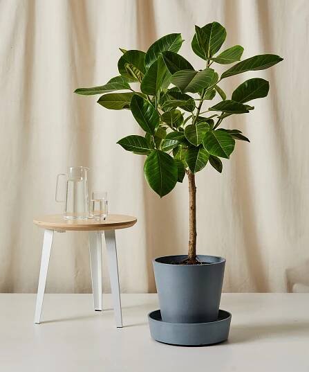 bloomscape_ficus-altissima_xl_saucer