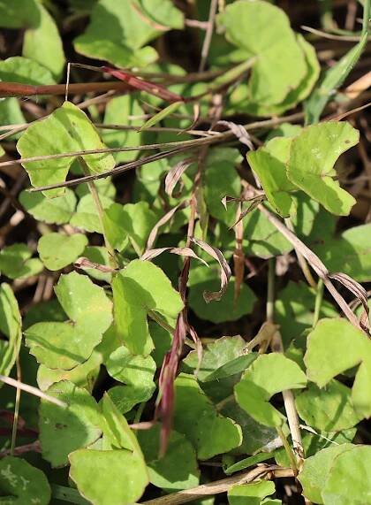 ABS Biotrade: Indian pennywort (Centella asiatica)