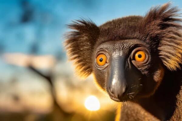 Madagaskar Fotoreise - Benny Rebel Fotosafaris GmbH