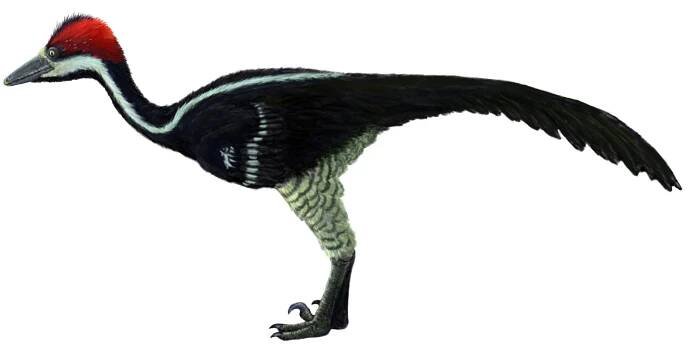 Troodontidae