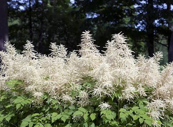 How to Grow Goat’s Beard — Aruncus