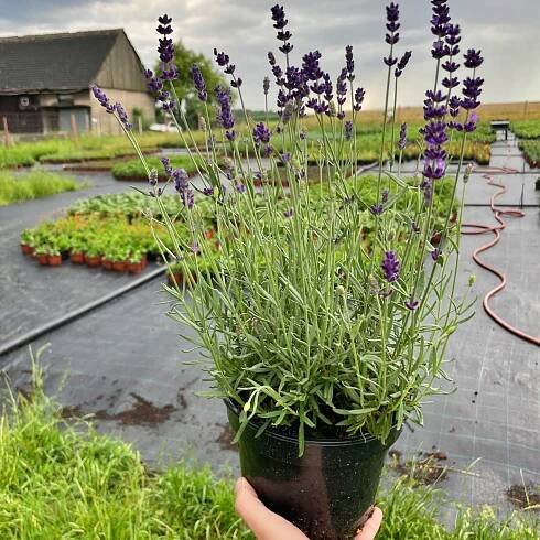 Levandule úzkolistá Hidcote Blue V VELKÉM KVĚTINÁČI P17 2L SAZENICE XXL GIGANT Životní cyklus rostliny víceletá