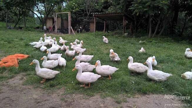 Prodej domácích bio kachen - foto 2