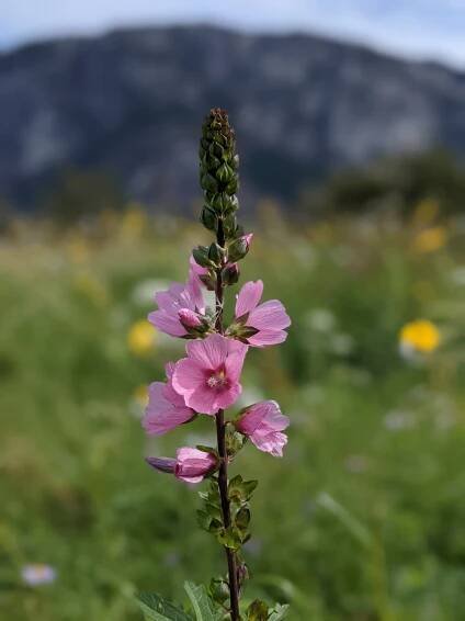 Sidalcea hendersonii