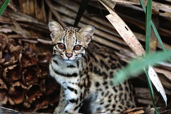 Oncilla (Leopardus tigrinus) in the Amazon. © Adriano Gambarini © Adriano Gambarini