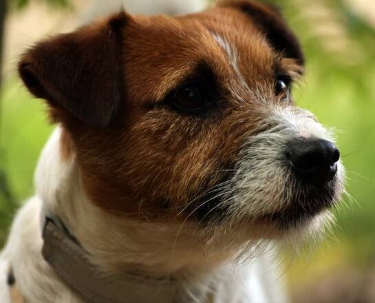 Amaretto Armonia Canina