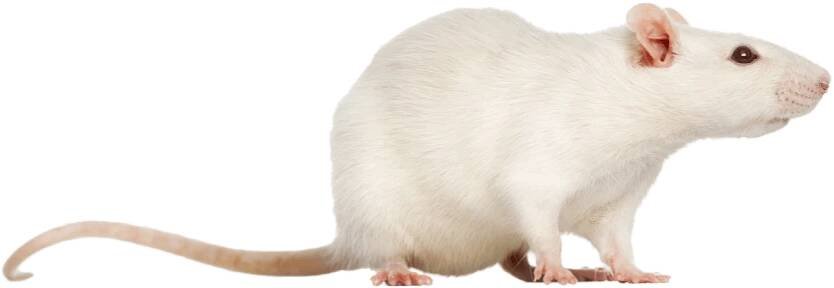 Potkan laboratorní - Rattus norvegicus