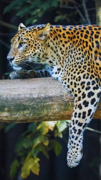 Spotting the Sri Lankan Leopard: 7 best national parks to spot the elusive big cat