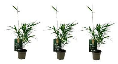 Obrázek produktu pro 3 kusy Fargesia Robusta Pingwu bambus 30 cm Odolná a stálezelená zástěna, rychle rostoucí, ideální pro zahradu, živý plot a terasu, snadná péče